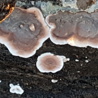 Xylobolus illudens (Purplish Stereum) at Umbagong District Park - 11 May 2021 by tpreston