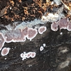 Xylobolus illudens at Latham, ACT - 11 May 2021