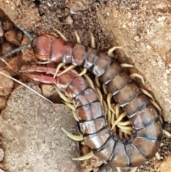 Cormocephalus aurantiipes (Orange-legged Centipede) at Umbagong District Park - 11 May 2021 by tpreston