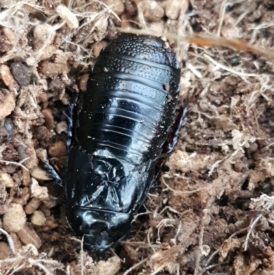 Panesthia australis (Common wood cockroach) at Latham, ACT - 11 May 2021 by trevorpreston