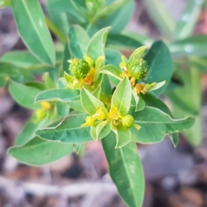 Euphorbia oblongata at Latham, ACT - 11 May 2021