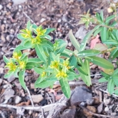 Euphorbia oblongata at Latham, ACT - 11 May 2021