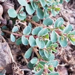 Euphorbia dallachyana (Mat Spurge, Caustic Weed) at Latham, ACT - 11 May 2021 by trevorpreston