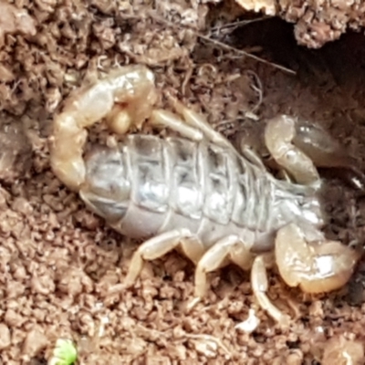Urodacus manicatus (Black Rock Scorpion) at Umbagong District Park - 11 May 2021 by tpreston