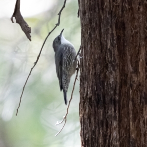 Cormobates leucophaea at Hereford Hall, NSW - 10 May 2021 11:32 AM