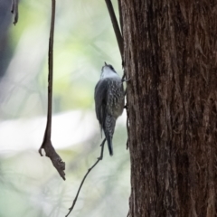 Cormobates leucophaea at Hereford Hall, NSW - 10 May 2021