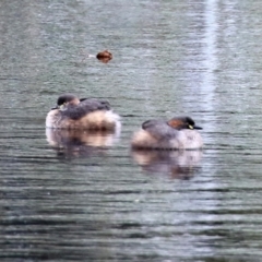 Tachybaptus novaehollandiae (Australasian Grebe) at Fadden Hills Pond - 11 May 2021 by RodDeb