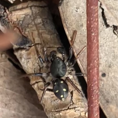 Habronestes sp. (genus) (An ant-eating spider) at Murrumbateman, NSW - 11 May 2021 by SimoneC