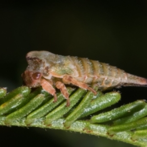 Membracidae sp. (family) at Melba, ACT - 11 May 2021