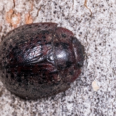 Trachymela sp. (genus) (Brown button beetle) at Melba, ACT - 11 May 2021 by kasiaaus