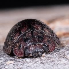 Trachymela sp. (genus) at Melba, ACT - 11 May 2021