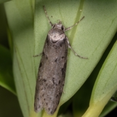 Haplodyta polybotrya (A Concealer moth) at Melba, ACT - 11 May 2021 by kasiaaus