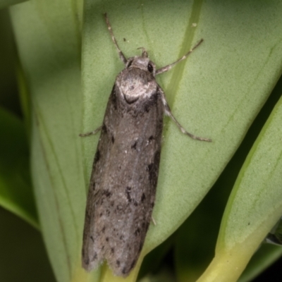 Haplodyta polybotrya (A Concealer moth) at Melba, ACT - 11 May 2021 by kasiaaus