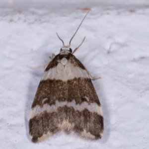 Halone sejuncta at Melba, ACT - 11 May 2021 08:29 PM