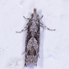 Holocola thalassinana (A Leafroller Moth) at Melba, ACT - 11 May 2021 by kasiaaus