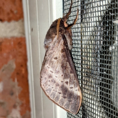 Oxycanus silvanus (Pale Oxycanus) at Kambah, ACT - 11 May 2021 by HelenCross