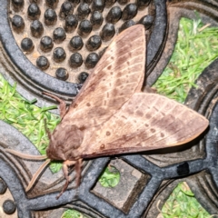 Oxycanus silvanus at Kambah, ACT - 11 May 2021