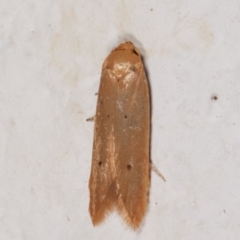Tachystola (genus) at Melba, ACT - 10 May 2021 by kasiaaus