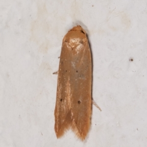 Tachystola (genus) at Melba, ACT - 11 May 2021