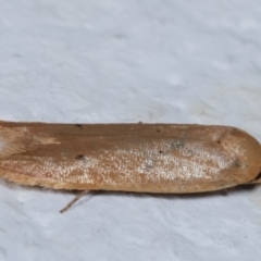 Tachystola (genus) at Melba, ACT - 11 May 2021 01:14 AM