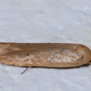 Tachystola (genus) at Melba, ACT - 11 May 2021