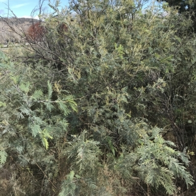 Acacia dealbata subsp. dealbata (Silver Wattle) at Mawson, ACT - 6 May 2021 by Tapirlord
