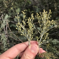 Acacia dealbata subsp. dealbata at Mawson, ACT - 6 May 2021 10:35 AM