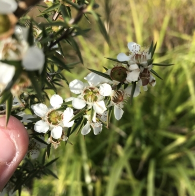 Leptospermum continentale (Prickly Teatree) at Mawson, ACT - 6 May 2021 by Tapirlord