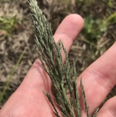 Eragrostis curvula (African Lovegrass) at Mawson, ACT - 6 May 2021 by Tapirlord