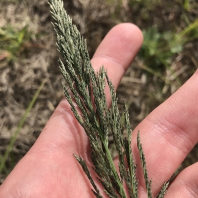 Eragrostis curvula (African Lovegrass) at Mawson, ACT - 6 May 2021 by Tapirlord