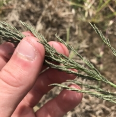 Eragrostis curvula at Mawson, ACT - 6 May 2021