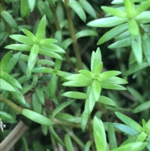 Crassula helmsii at Mawson, ACT - 6 May 2021