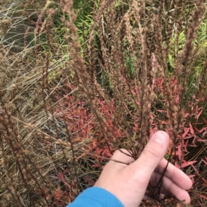 Lythrum salicaria at Mawson, ACT - 6 May 2021 10:44 AM