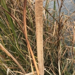 Typha domingensis (Bullrush) at Mawson, ACT - 6 May 2021 by Tapirlord