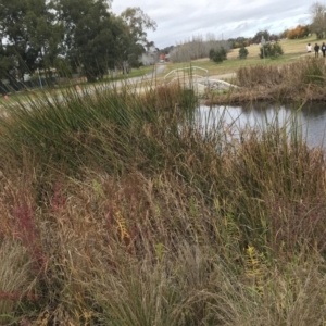 Typha domingensis at Mawson, ACT - 6 May 2021