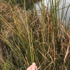 Typha domingensis at Mawson, ACT - 6 May 2021