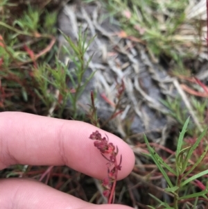 Haloragis heterophylla at Mawson, ACT - 6 May 2021