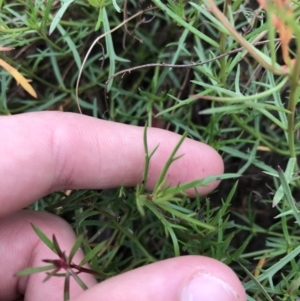 Haloragis heterophylla at Mawson, ACT - 6 May 2021