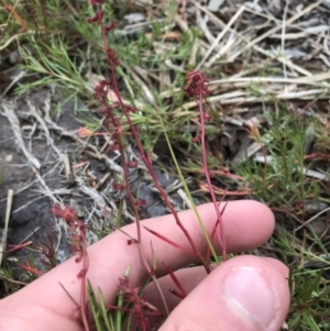 Haloragis heterophylla at Mawson, ACT - 6 May 2021