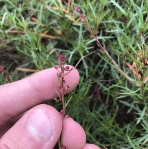 Haloragis heterophylla at Mawson, ACT - 6 May 2021