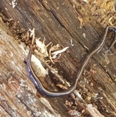 Caenoplana coerulea (Blue Planarian, Blue Garden Flatworm) at Lyneham, ACT - 12 May 2021 by trevorpreston