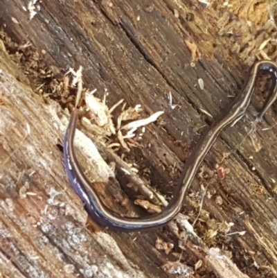 Caenoplana coerulea (Blue Planarian, Blue Garden Flatworm) at Lyneham, ACT - 11 May 2021 by tpreston