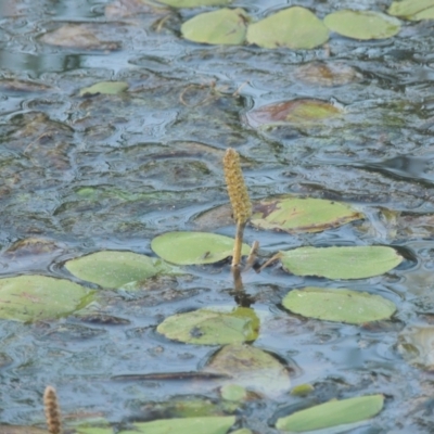 Potamogeton sulcatus (Pondweed) at Tuggeranong Creek to Monash Grassland - 4 Mar 2021 by michaelb