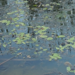 Potamogeton sulcatus at Monash, ACT - 4 Mar 2021