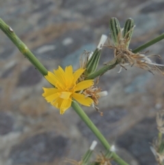 Chondrilla juncea (Skeleton Weed) at Tuggeranong Creek to Monash Grassland - 4 Mar 2021 by michaelb