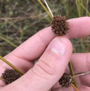 Ficinia nodosa at Mawson, ACT - 6 May 2021 10:48 AM