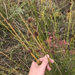 Ficinia nodosa at Mawson, ACT - 6 May 2021 10:48 AM