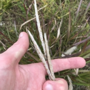 Imperata cylindrica at Mawson, ACT - 6 May 2021 10:48 AM