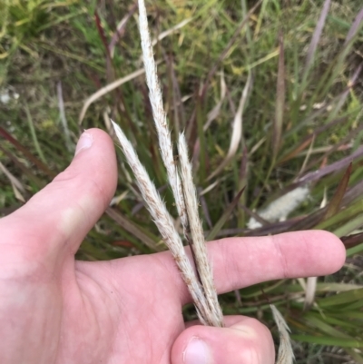 Imperata cylindrica (Blady Grass) at Mawson, ACT - 6 May 2021 by Tapirlord