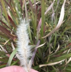 Imperata cylindrica at Mawson, ACT - 6 May 2021 10:48 AM